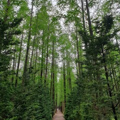 힐링 되는 멋지고 아름다운 메타세쿼이아숲 - Metasequoia Forest