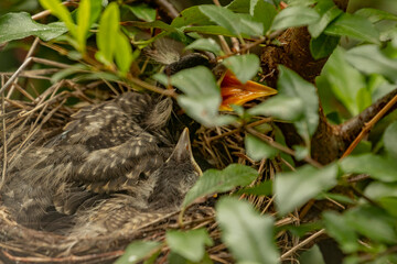 American Robin chicks nestled in its nest