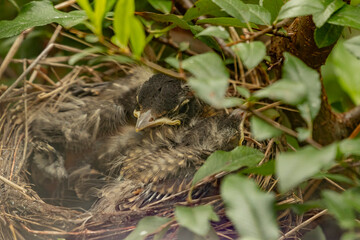American Robin chick nestled in its nest