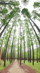 Fototapeta premium 힐링 되는 멋지고 아름다운 메타세쿼이아숲 - Metasequoia Forest