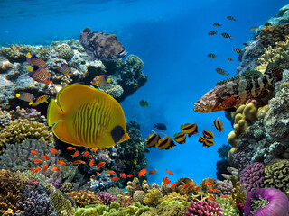 Coral reef and fish groups. Red Sea