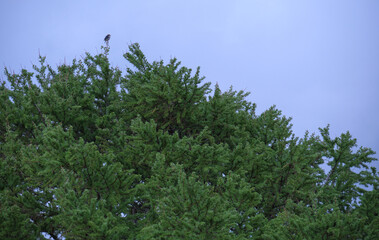 樹頭のコムクドリ / A Chestnut-cheeked Starling at the top of a tree
