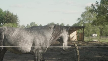 A grey domestic horse is galloping along the levada, surrounded by an electric shepherd. Keeping and breeding horses on a livestock farm.