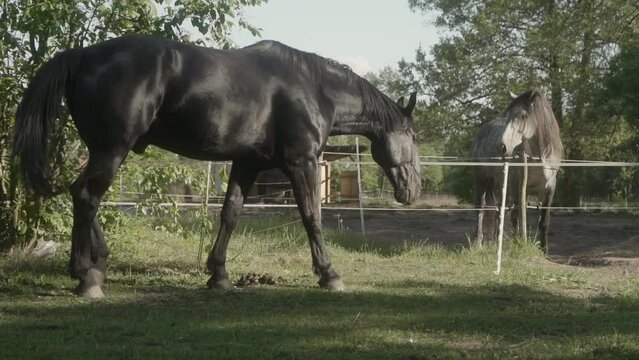 A black domestic horse walks around the paddock surrounded by an electric shepherd. Keeping and breeding horses on a livestock farm.