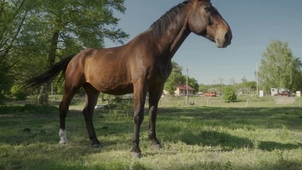 A domestic horse is grazing in a paddock surrounded by an electric shepherd. A horse eats grass on a livestock farm.