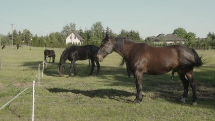A stallion with a large penis grazes in a levada surrounded by an electric shepherd. A domestic horse is grazing in a paddock on the green grass.