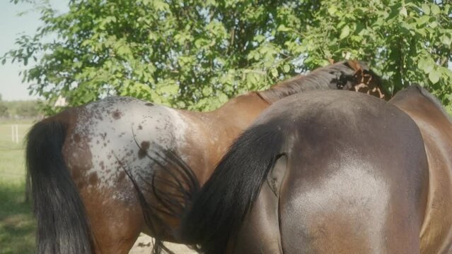 The rump of a horse fanning its tail against flies, mosquitoes and midges. Horses graze in the pasture of a livestock farm.