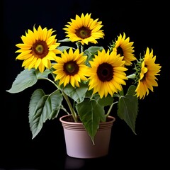 Obraz premium sunflower in a pot