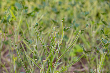 Soybean field with crop damage caused by geese eating leaves. Animal crop damage, agriculture pests and farming concept.