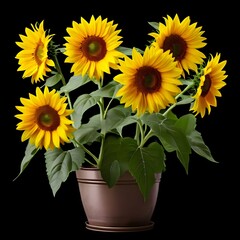 Obraz premium sunflower in a pot