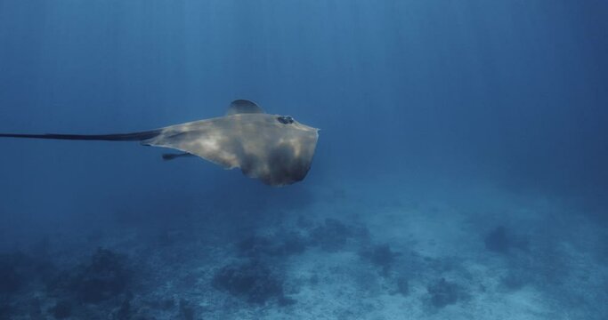 Stingray swim underwater in French Polynesia or Maldives. Sting ray fish in tropical blue sea. Slow motion
