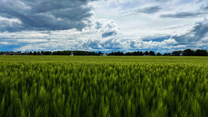 field with wheat and blue sky 