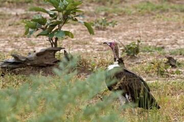 Lappet-Faced Vulture (Torgos tracheliotos) in South Luangwa National Park. Zambia. Africa.