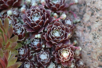 Sempervivum arachnoideum SCHWARZE WITWE rojnik pajęczynowaty