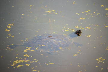 A Red-eared slider swimming in the water.