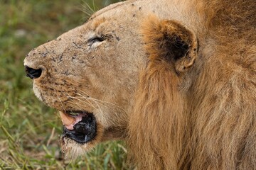 Lion (Panthera leo) in South Luangwa National Park. Zambia. Africa.