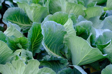 closeup young cabbage plants, Brassica oleracea, green fields of ripening agro culture,...