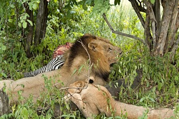 A lioness and a lion lie near a caught zebra in South Luangwa National Park. Zambia. Africa.