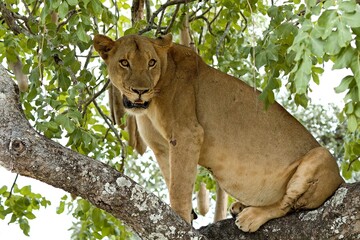 Lioness (Panthera leo) on a tree in South Luangwa National Park. Zambia. Africa.