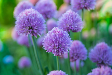 Blossom chive in the summer day