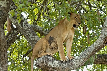 Lioness (Panthera leo) on a tree in South Luangwa National Park. Zambia. Africa.