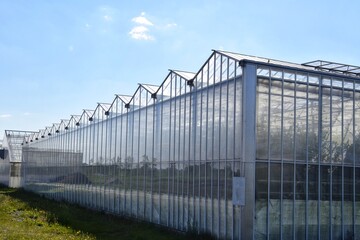 Obraz premium Greenhouses of a small farm for growing all-season fresh vegetables in Sweden