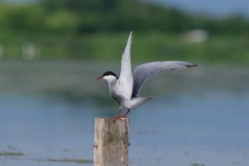 Chlidonias hybrida. It's time to hunt and feed again