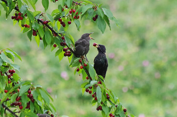 Sturnus vulgaris. Care for the young generation continues despite the rain and bad weather