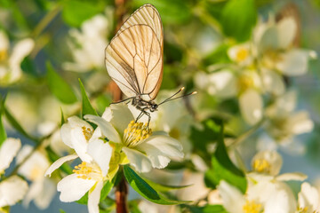 Hawthorn butterfly (Aporia crataegi) from the white butterfly family. Early Summer Concept, Macro Photography