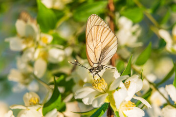 Hawthorn butterfly (Aporia crataegi) from the white butterfly family. Early Summer Concept, Macro Photography