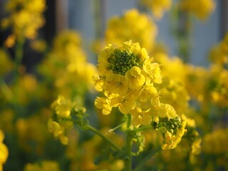 遊歩道の花壇に咲く黄色い菜の花のアップ