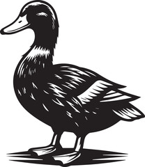 duck isolated on white