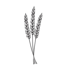 Bunch of wheat ears. Vector illustration isolated. Sereals for backery, flour production. Rye, barley spikelets. Harvesting wholegrain. Template for wrapping, cookbook, brewery, showcase, app, website