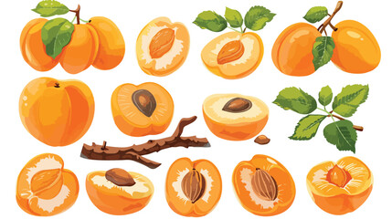 Fresh apricots set. Ripe fruits on tree branch pits f