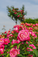 青空に映えるバラ
