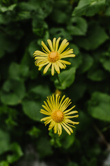 Beautiful yellow flowers Doronicum in a mountain forest.