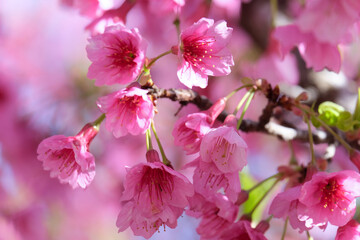 Obraz premium Spring blooming a small tree Taiwan cherry, Formosan cherry, or bellflower cherry (lat.- Prunus campanulata)