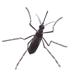 Macro of a female Aedes mosquito on top view on a white background. The mosquito has a long, slender proboscis,  compound eyes, antennae, thorax and abdomen .