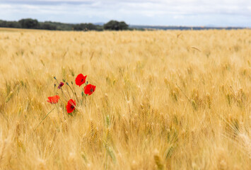 Rural Charm: Poppies Standing Out in a Golden Cereal Field.