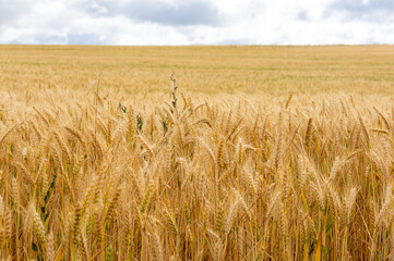 Land and Sky: Golden Barley Field on a Cloudy Day.