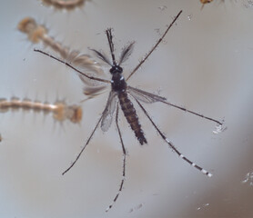 Macro of a male Aedes mosquito on top view on the surface water.