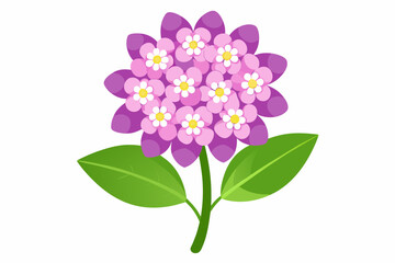 A beautiful candytuft flower vector artwork illustration