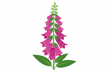  A beautiful foxglove flower vector artwork illustration 