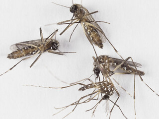 Macro of death of four femal and one male of Aedes mosquito  perched on a white background. The mosquito have a long, slender proboscis. The body are brown and hairy, and the wings are clear.