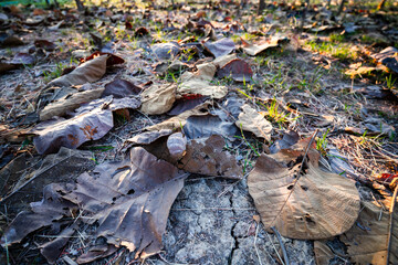 Shallow depth of field shot of Brown dry leaves piling on the ground leaves in the middle of the forest have fallen and are dry. a pile of dry leaves. dry leaves fall from the trees,soft focus.