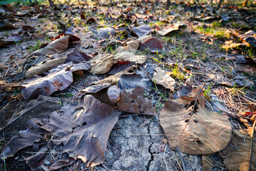 Shallow depth of field shot of Brown dry leaves piling on the ground leaves in the middle of the...