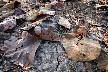 Shallow depth of field shot of Brown dry leaves piling on the ground leaves in the middle of the forest have fallen and are dry. a pile of dry leaves. dry leaves fall from the trees,soft focus.