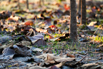 Shallow depth of field shot of Brown dry leaves piling on the ground leaves in the middle of the forest have fallen and are dry. a pile of dry leaves. dry leaves fall from the trees,soft focus.