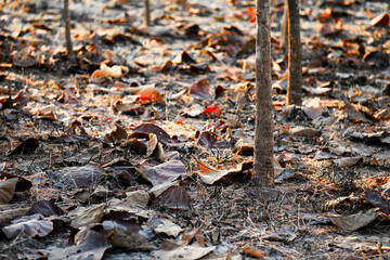 Shallow depth of field shot of Brown dry leaves piling on the ground leaves in the middle of the forest have fallen and are dry. a pile of dry leaves. dry leaves fall from the trees,soft focus.