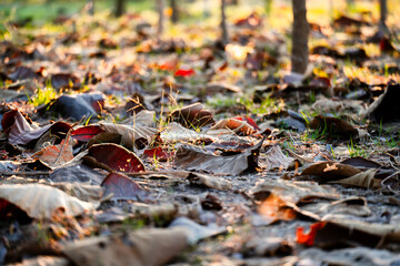 Shallow depth of field shot of Brown dry leaves piling on the ground leaves in the middle of the forest have fallen and are dry. a pile of dry leaves. dry leaves fall from the trees,soft focus.